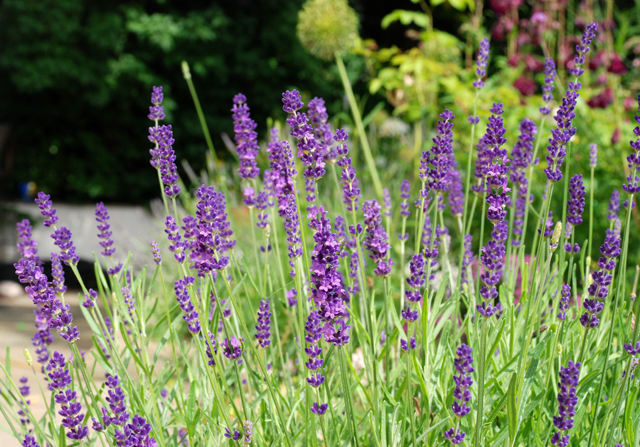 Lavender in Oxshott garden Lisa Cox Designs