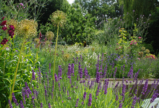 Oxshott Garden 1 year on Lisa Cox Designs