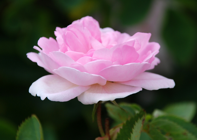 Pink rose at Loseley Park Garden Lisa Cox Designs