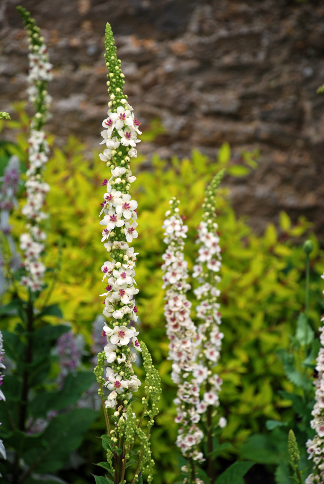 Verbascum at Loseley Park Lisa Cox Designs