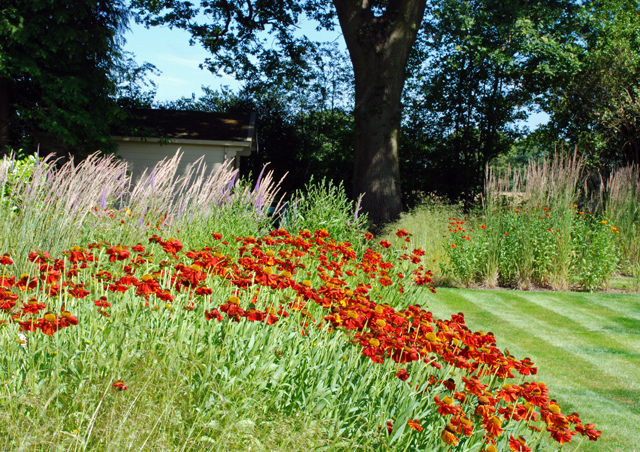 Helenium & calamgrostis Lisa Cox Garden Designs