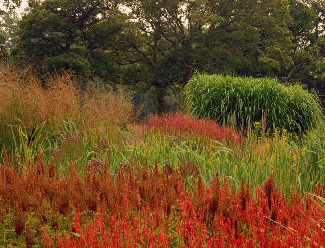 Autumn planting at Sussex Prairies Lisa Cox Garden Designs