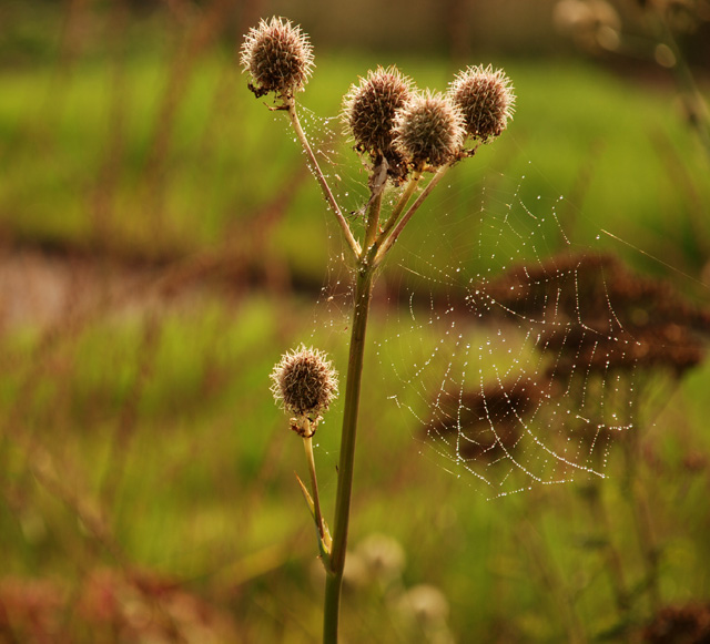 Autumn spider's web Lisa Cox Garden Designs