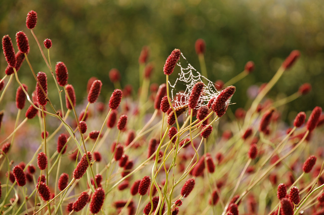 Cobweb in Hauser & Wirth garden Somerset Lisa Cox Designs