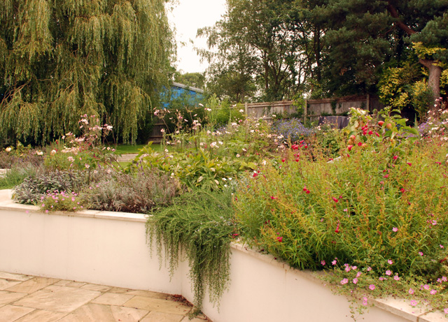 Cottage planting in Leatherhead garden Lisa Cox Designs