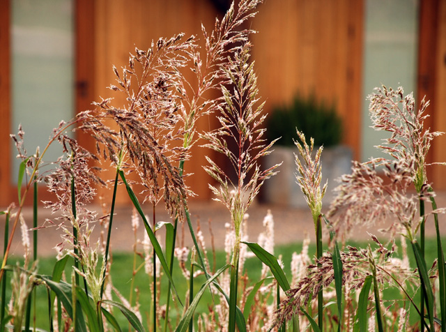 Grasses in entrance courtyard Hauser & Wirth Somerset Lisa Cox Garden Designs