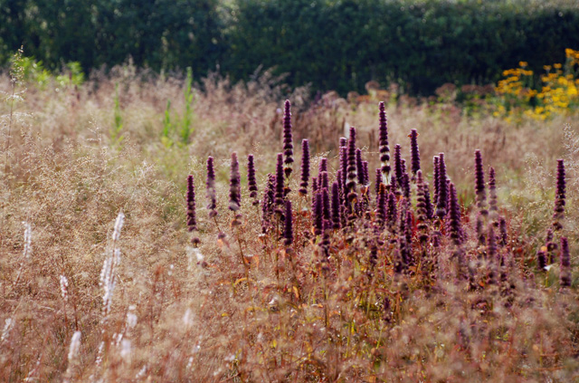 Hauser Wirth Garden Somerset Lisa Cox Designs