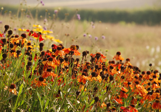 Helenium at Hauser & Wirth Somerset Lisa Cox Garden Designs