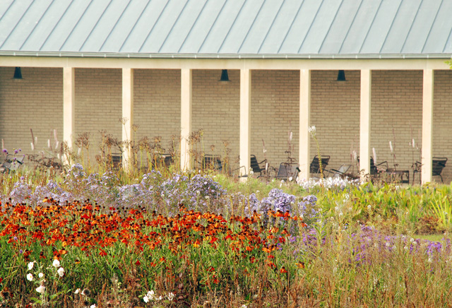 Helenium in Hauser & wirth garden Somerset Lisa Cox designs