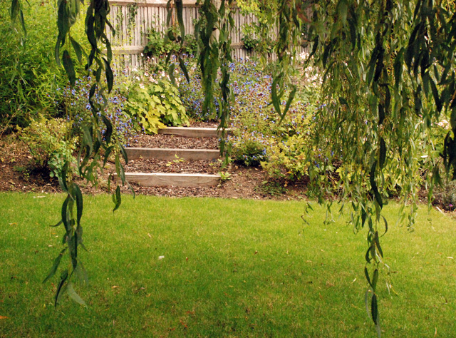 Informal steps and willow tree Lisa Cox Garden Designs
