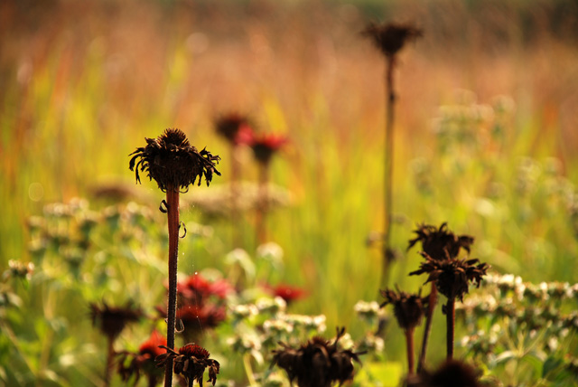 Monarda seed heads Lisa Cox Garden Designs