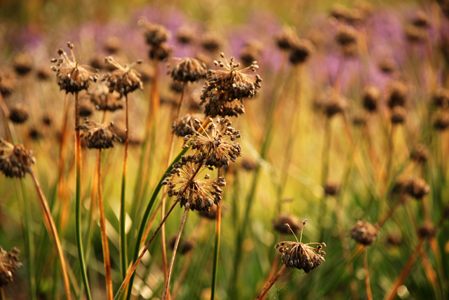 Perennial seed heads Lisa Cox Garden Designs