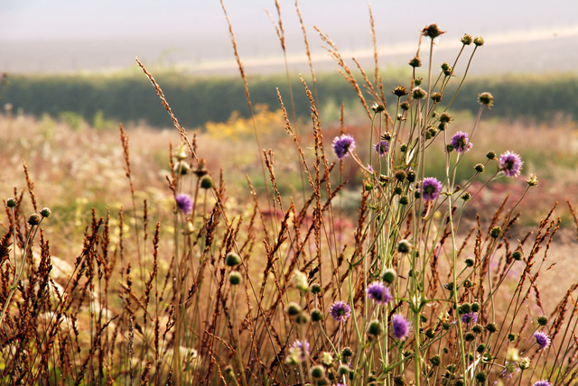 Perennials & grasses Piet Oudolf borders Lisa Cox Garden Designs