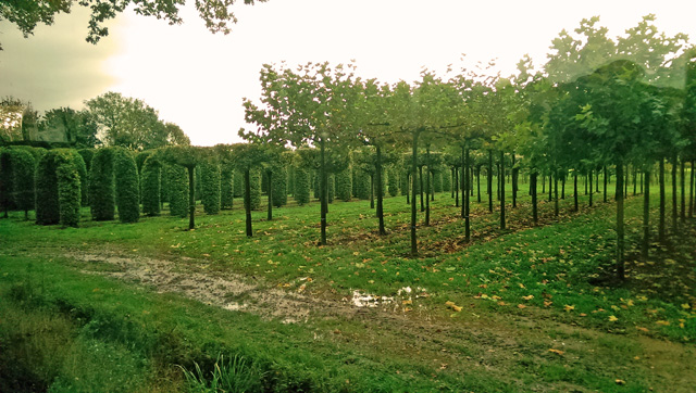 Field grown trees at Boomkwekerij Ebben Nursery Holland Lisa Cox Garden Designs