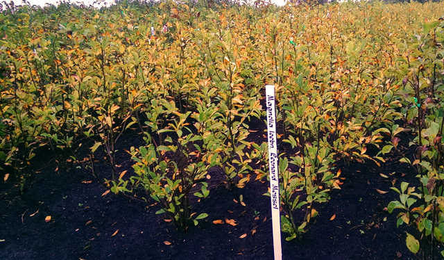 Magnolia at Pannebakker & Co Nursery Holland