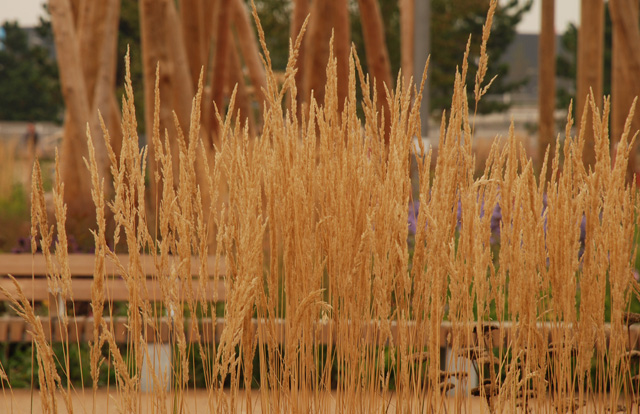 Queen Elizabeth Olympic Park London Lisa Cox Garden Designs