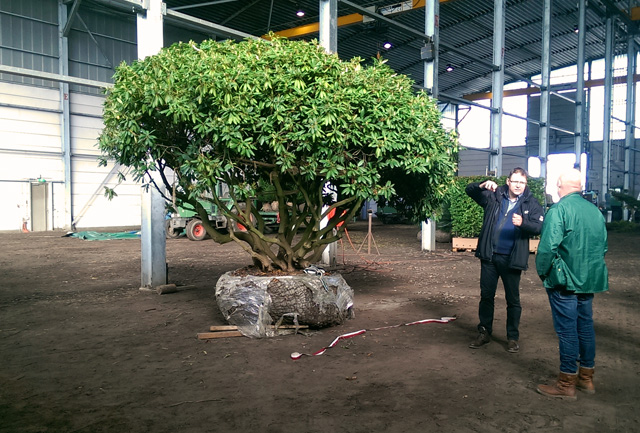 Specimen Rhododendron at Van Den Berg Nursery Lisa Cox Garden Designs