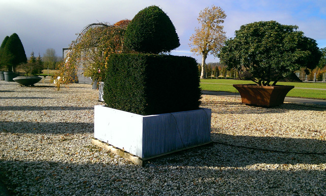 Specimen plants at Van Den Berk Nursery Holland Lisa Cox Garden Designs