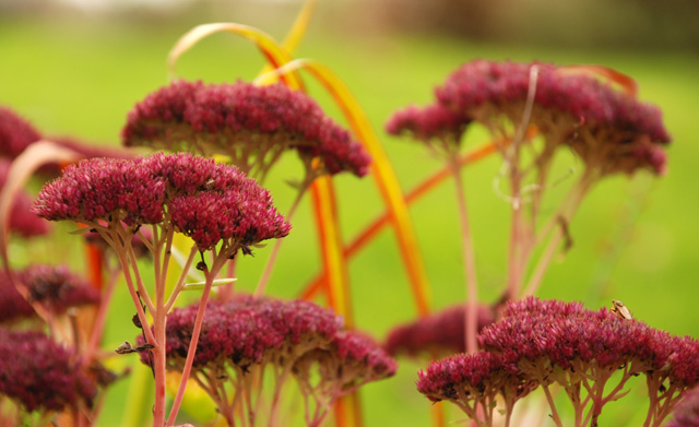 Autumn sedum Lisa Cox Garden Designs