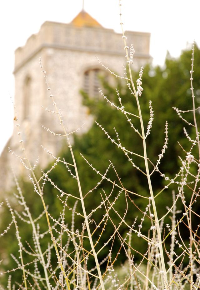 Perovskia at St Marys Church Leatherhead Lisa Cox