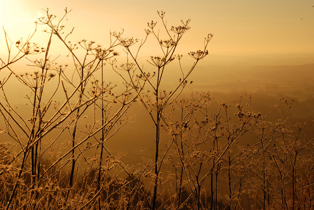 Cow Parsley at dawn Lisa Cox Garden Designs