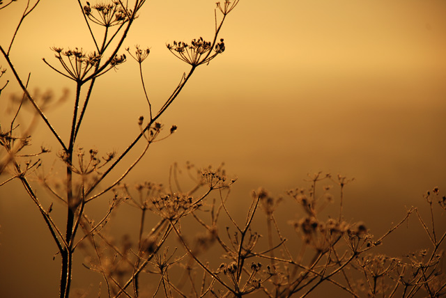 Cow parsley Box Hill frosty morning Lisa Cox Garden Designs