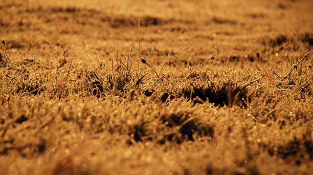 Frosty grass as dawn Lisa Cox Garden Designs