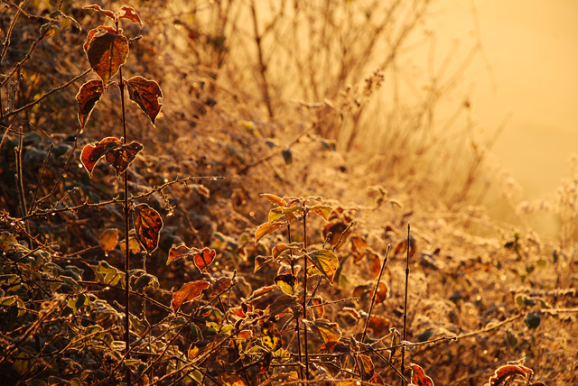 Frosty morning on Box Hill Lisa Cox Garden Designs