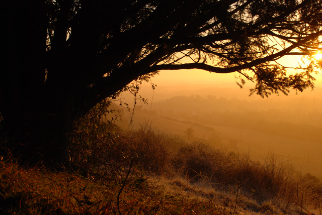 Golden sunrise on Box Hill Lisa Cox Garden Designs