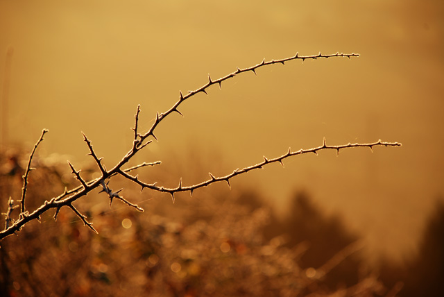 Hawthorne in winter dawn Lisa Cox Garden Designs