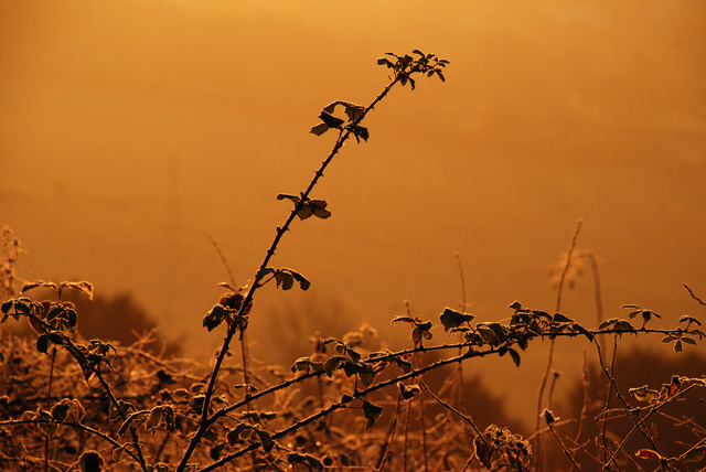 Winter bramble at sunrise Lisa Cox Garden Designs