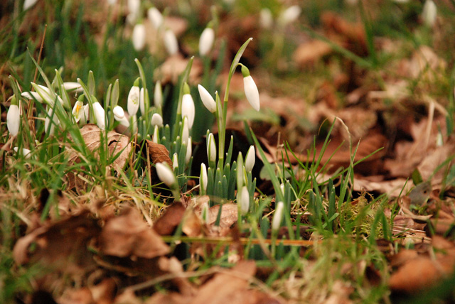 Emerging snowdrops Lisa Cox Garden Designs