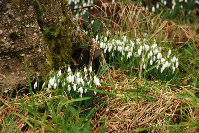 Snowdrops Lisa Cox Garden Designs