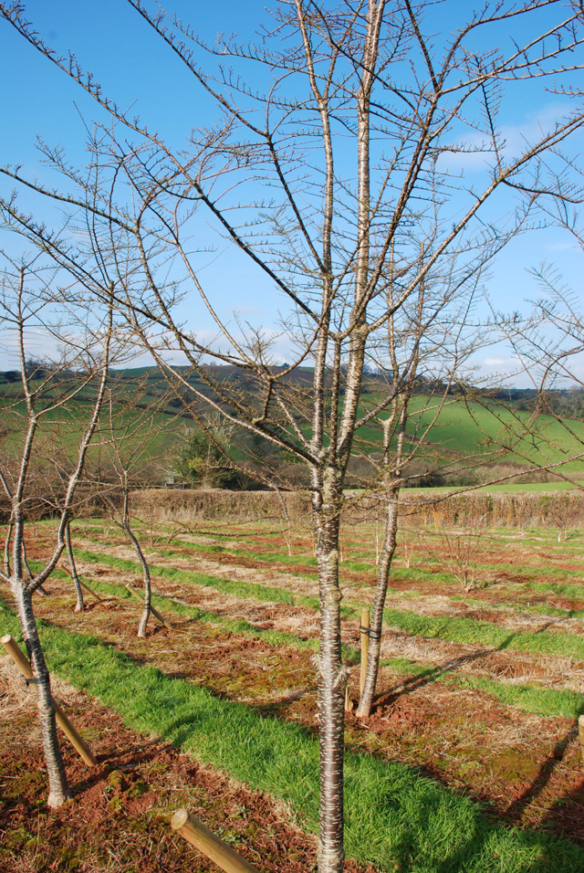 Arctic Beech at New Wood Trees Lisa Cox Designs