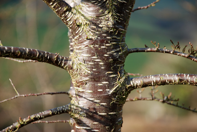 Arctic Beech bark New Wood Trees Lisa Cox Garden Designs