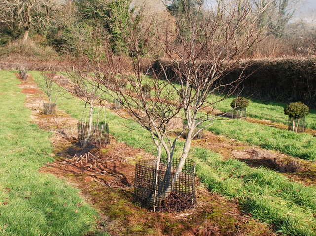 New Wood Trees Devon Lisa Cox Garden Designs