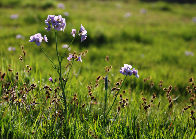 Meadow flower Lisa Cox Garden Designs