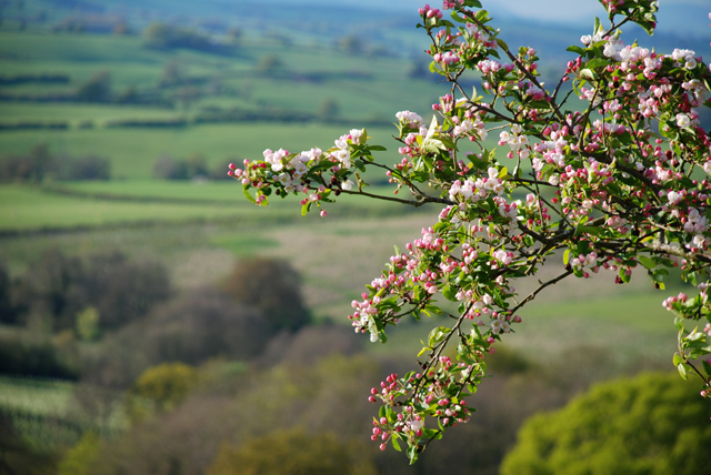 Spring blossom in my garden Lisa Cox Garden Designs