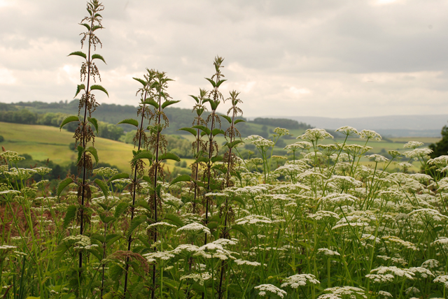 Nettles and elder Lisa Cox Garden Designs