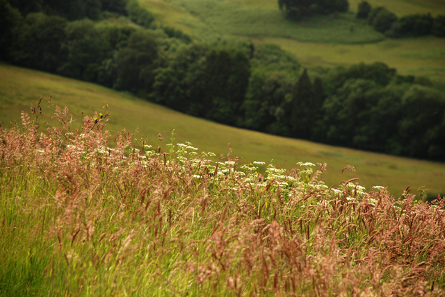 Wild grasses in Monmouthshire Lisa Cox