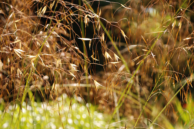 Stipa gigantea flowerheads Lisa Cox Garden Designs