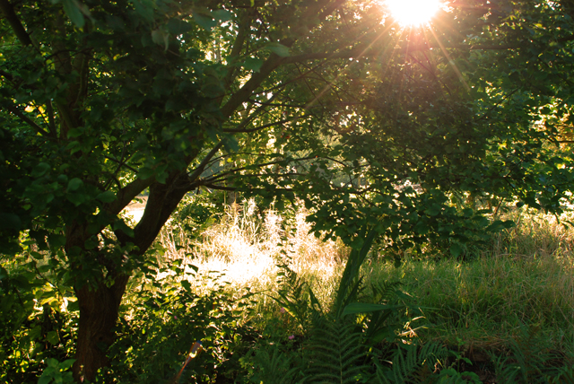 Early september morning in South Wales Lisa Cox Garden Designs