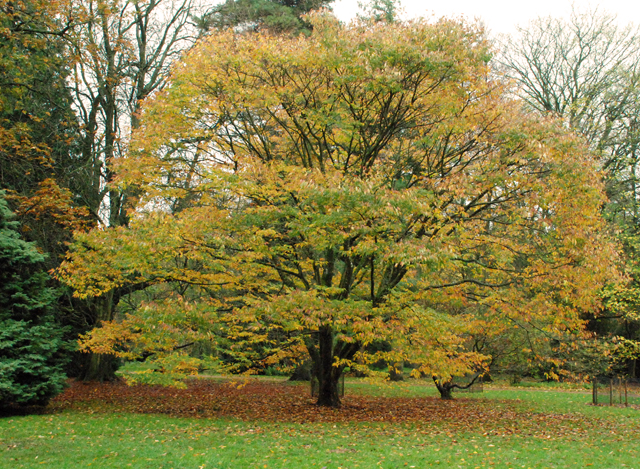 Autumn at Westonbirt Arboretum Lisa Cox Designs