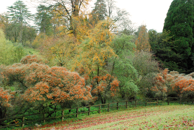 Autumn berries at Westonbirth Arboretum Lisa Cox