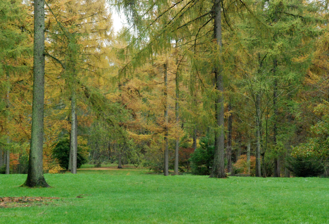 Autumn larch at Westonbirt Arboretum Lisa Cox