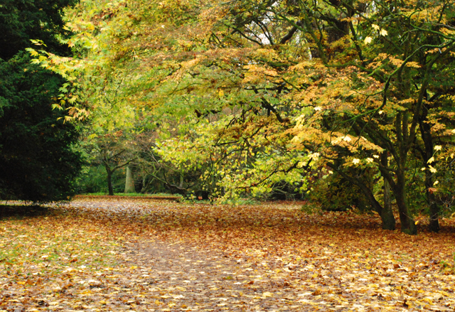 Autumn leaves at Westonbirt Lisa Cox Designs