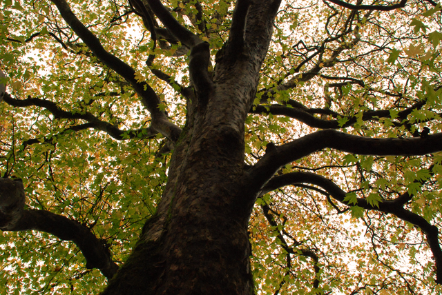 Autumn tree canopy Lisa Cox Designs
