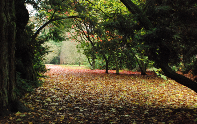 Fallen autumn leaves at Westonbirt Arboretum Lisa Cox