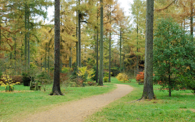 Larch and Japanese Acers at Westonbirt arboretum Lisa Cox