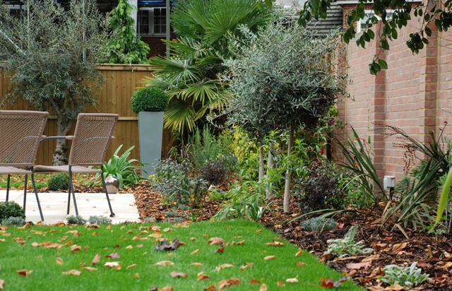 Olive trees and planters in Weybridge garden Lisa Cox Designs